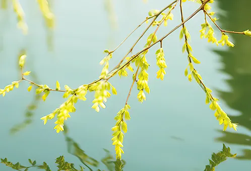 消毒和解毒如何區(qū)分？消毒劑殘留毒素怎么解？