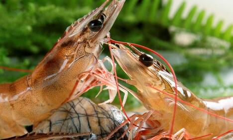 南美白對蝦養(yǎng)殖五個要點，助你成功率翻倍