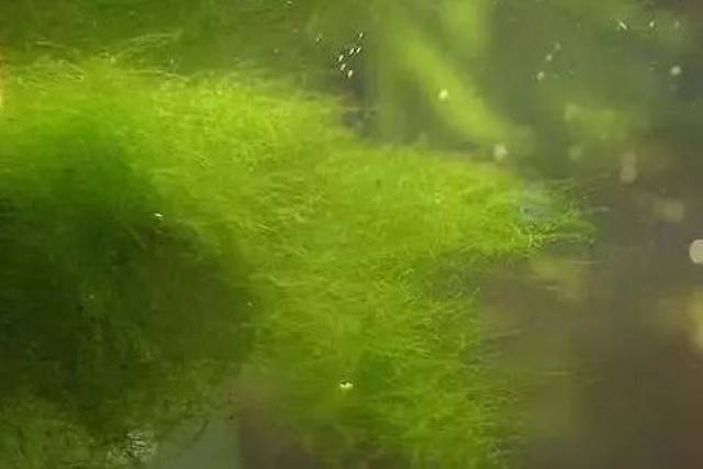 青苔水的危害及預(yù)防