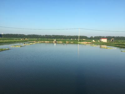 氨氮過(guò)高有哪些危害？該如何處理？