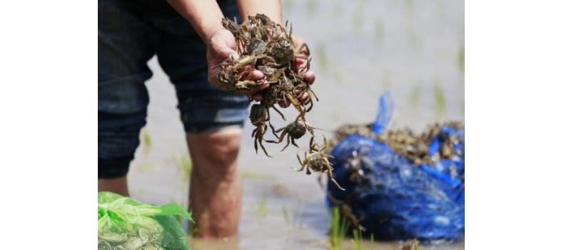 投苗后河蟹上岸怎么辦？
