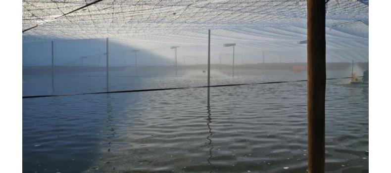 春季倒藻問(wèn)題如何解決？