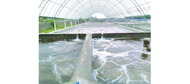 養(yǎng)蝦先養(yǎng)水！養(yǎng)水的關(guān)鍵核心原來是它！