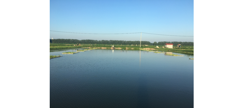 氨氮過(guò)高有哪些危害？該如何處理？