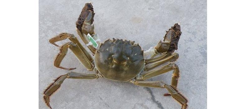 六月蟹事  加強(qiáng)管理促生長(zhǎng) 調(diào)理肝腸保健康